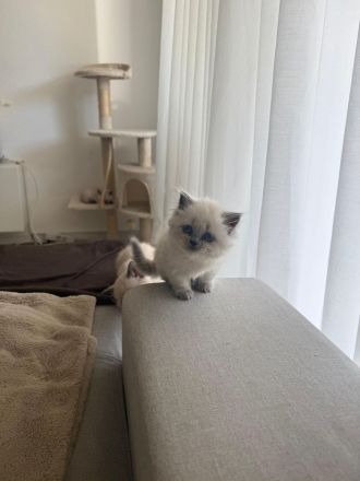 BKH Kitten