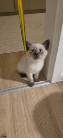 BKH Kitten