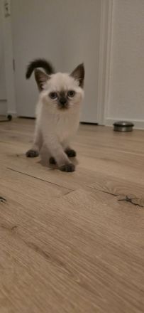 BKH Kitten