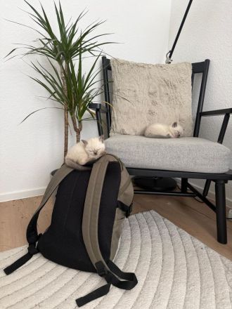 BKH Kitten