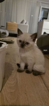 BKH Kitten