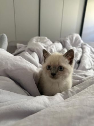BKH Kitten