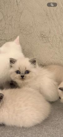 BKH Kitten