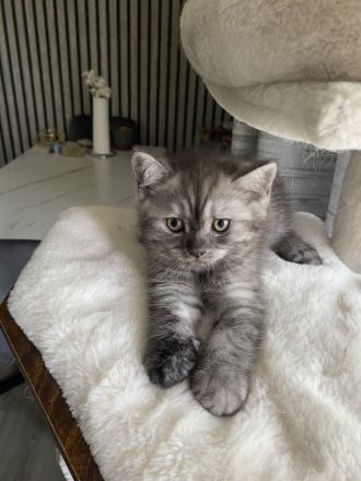 Zuckersüße BKH-Perser-Mix Kätzchen & liebevolle Katzenmama suchen ein neues Zuhause!