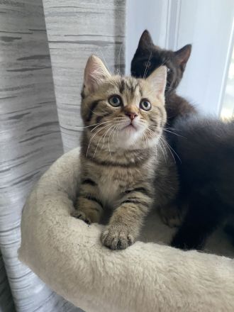 Zuckersüße BKH-Perser-Mix Kätzchen & liebevolle Katzenmama suchen ein neues Zuhause!