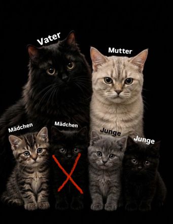 Zuckersüße BKH-Perser-Mix Kätzchen & liebevolle Katzenmama suchen ein neues Zuhause!