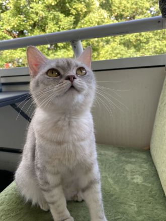 Zuckersüße BKH-Perser-Mix Kätzchen & liebevolle Katzenmama suchen ein neues Zuhause!