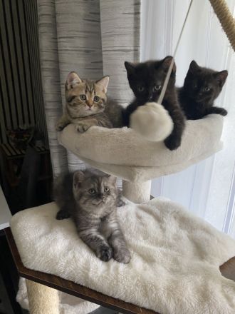 Zuckersüße BKH-Perser-Mix Kätzchen & liebevolle Katzenmama suchen ein neues Zuhause!