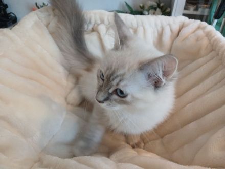 Ragdoll Kitten suchen ihr neues Zuhause – sofort auszugsbereit