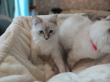 Ragdoll Kitten suchen ihr neues Zuhause – sofort auszugsbereit