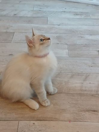 Ragdoll Kitten suchen ihr neues Zuhause – sofort auszugsbereit