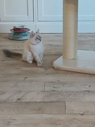 Ragdoll Kitten suchen ihr neues Zuhause – sofort auszugsbereit