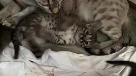Rassetypische Savannah Kitten