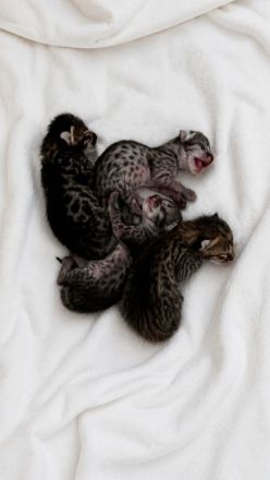 Rassetypische Savannah Kitten