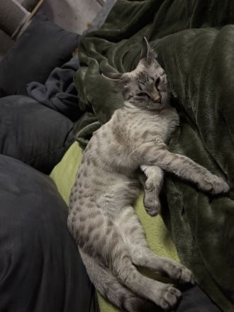Rassetypische Savannah Kitten