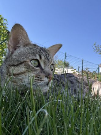 Rassetypische Savannah Kitten