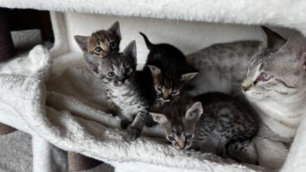 Rassetypische Savannah Kitten