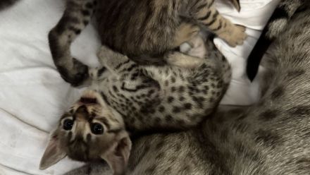Rassetypische Savannah Kitten