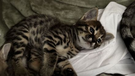 Rassetypische Savannah Kitten
