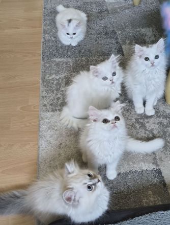 Wunderschöne Perserkätzchen suchen ein neues Zuhause