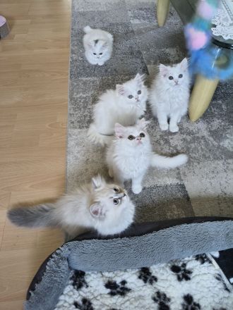 Wunderschöne Perserkätzchen suchen ein neues Zuhause