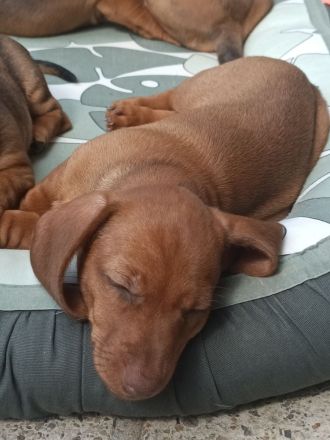 3 Zwergdackeljungs noch frei