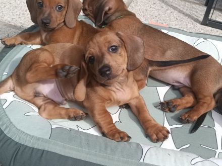 3 Zwergdackeljungs noch frei
