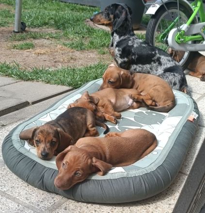 3 Zwergdackeljungs noch frei