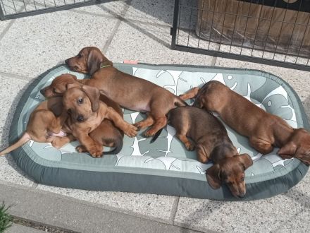 3 Zwergdackeljungs noch frei