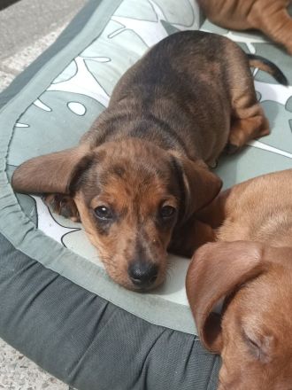 3 Zwergdackeljungs noch frei