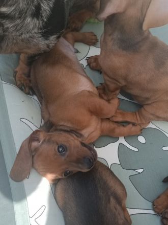 3 Zwergdackeljungs noch frei