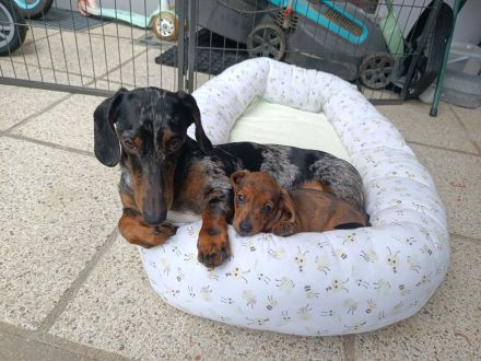 3 Zwergdackeljungs noch frei