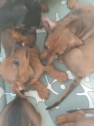 3 Zwergdackeljungs noch frei