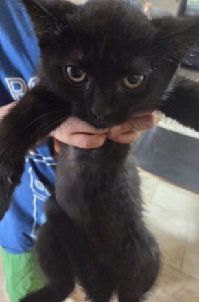 Schwarzes Kitten abzugeben