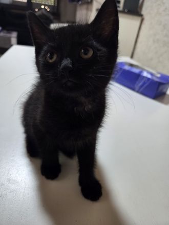 Schwarzes Kitten abzugeben