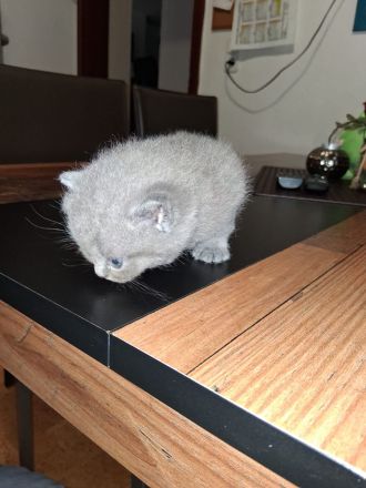 BKH Kitten