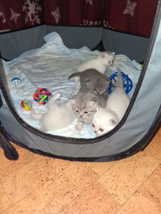 BKH Kitten