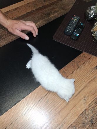BKH Kitten