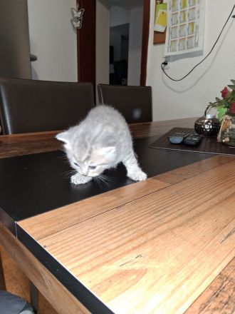 BKH Kitten