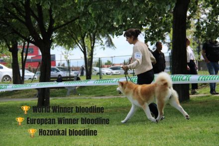 AKITA INU – FCI-Wurf