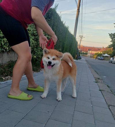 AKITA INU – FCI-Wurf