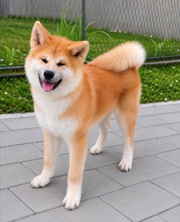 AKITA INU – FCI-Wurf
