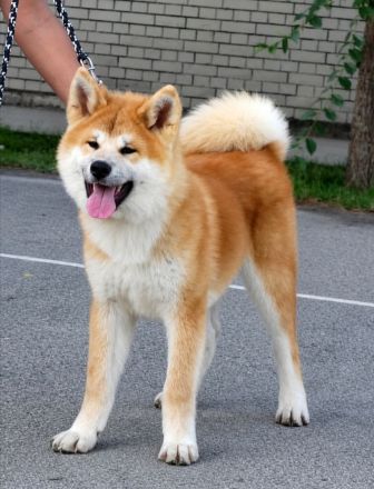 AKITA INU – FCI-Wurf