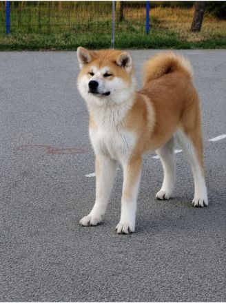 AKITA INU – FCI-Wurf
