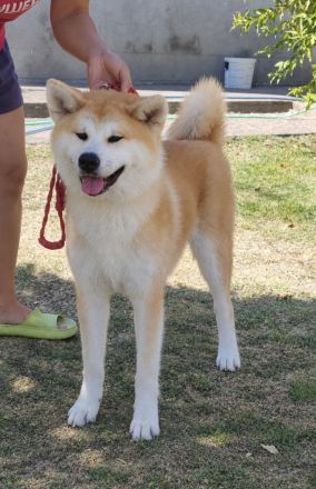 AKITA INU – FCI-Wurf