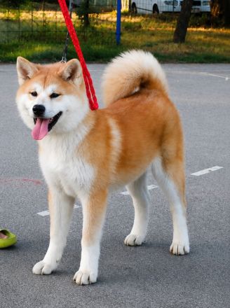 AKITA INU – FCI-Wurf