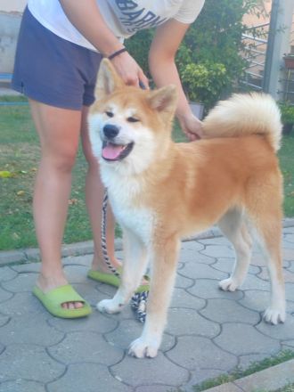 AKITA INU – FCI-Wurf