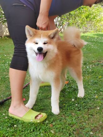 AKITA INU – FCI-Wurf