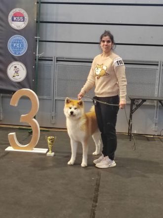 AKITA INU – FCI-Wurf