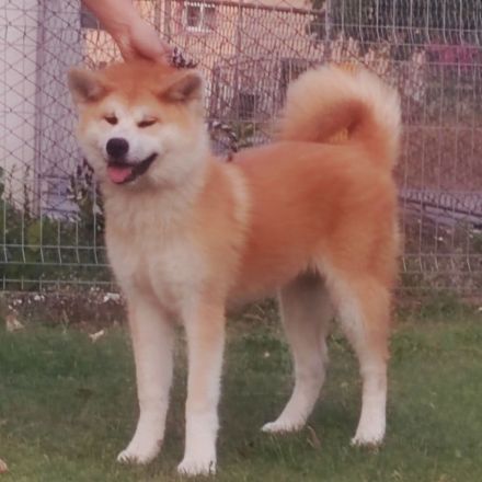 AKITA INU – FCI-Wurf